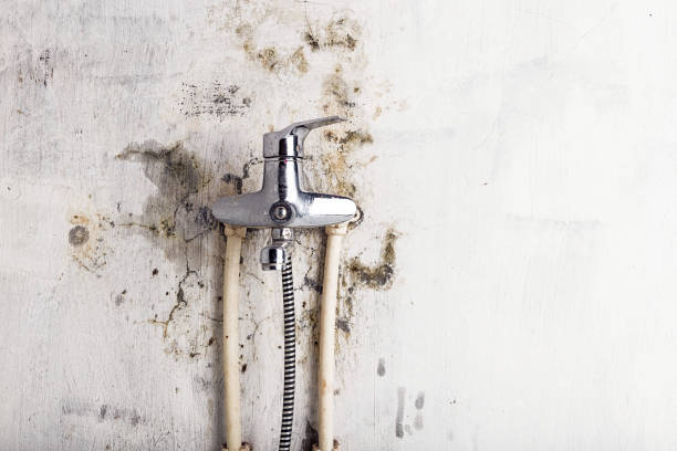 Best Mold Removal Company Near Me  in Crescent Springs, KY