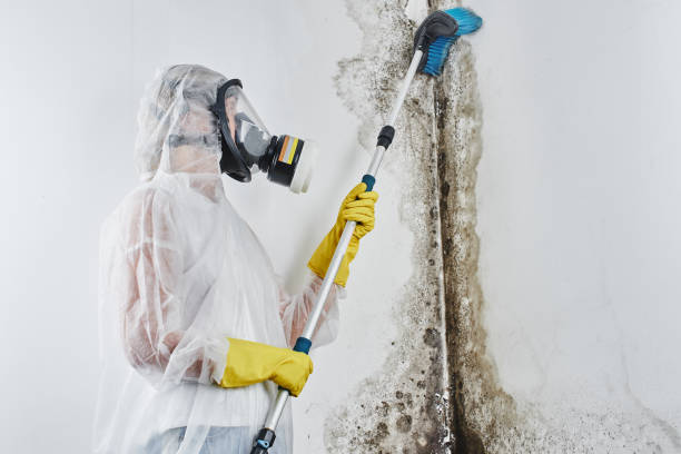 Best Commercial Mold Removal  in Crescent Springs, KY