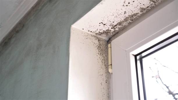 Best Same-Day Mold Removal  in Crescent Springs, KY