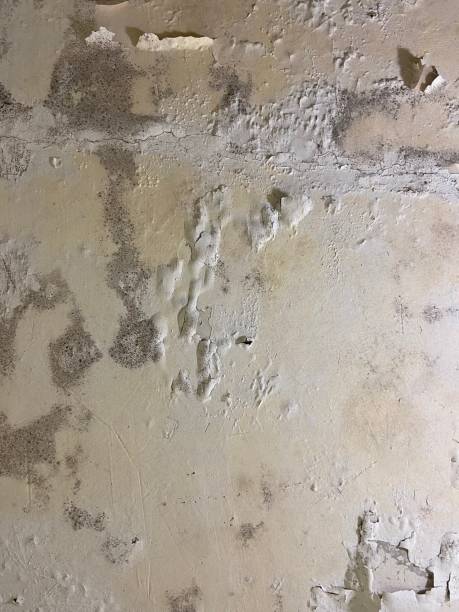 Best Fast Mold Removal  in Crescent Springs, KY