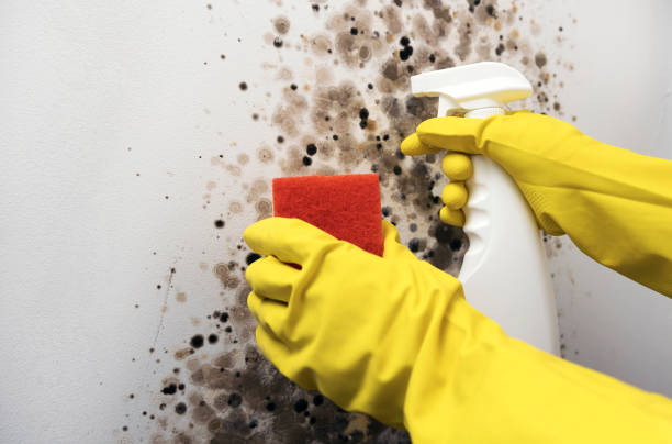 Best Attic Mold Removal  in Crescent Springs, KY