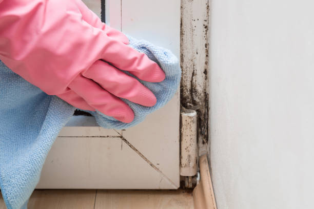 Best Emergency Mold Removal  in Crescent Springs, KY