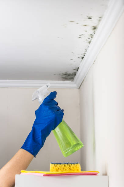 Best Mold Damage Repair  in Crescent Springs, KY